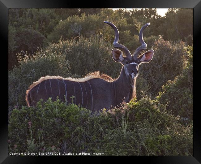 African Antelope Framed Print by Steven Else ARPS