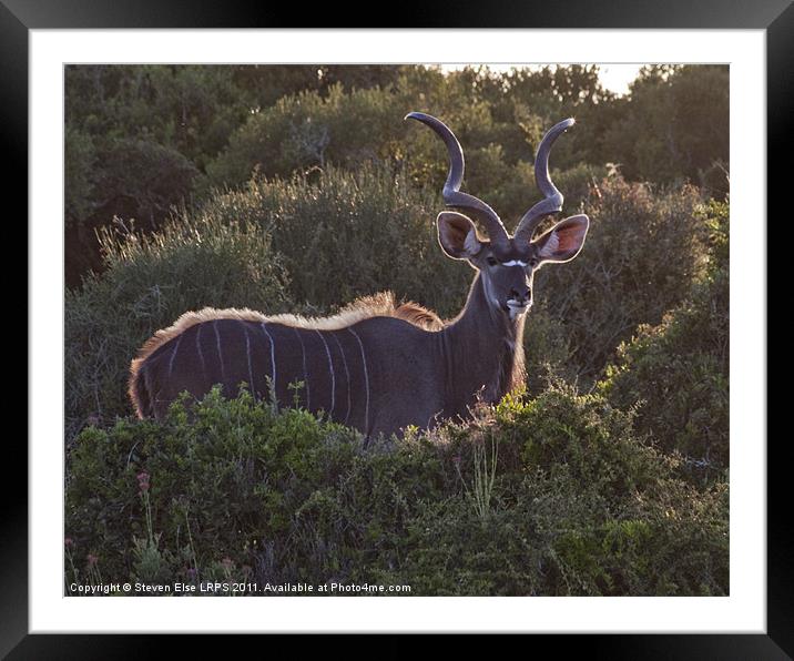 African Antelope Framed Mounted Print by Steven Else ARPS