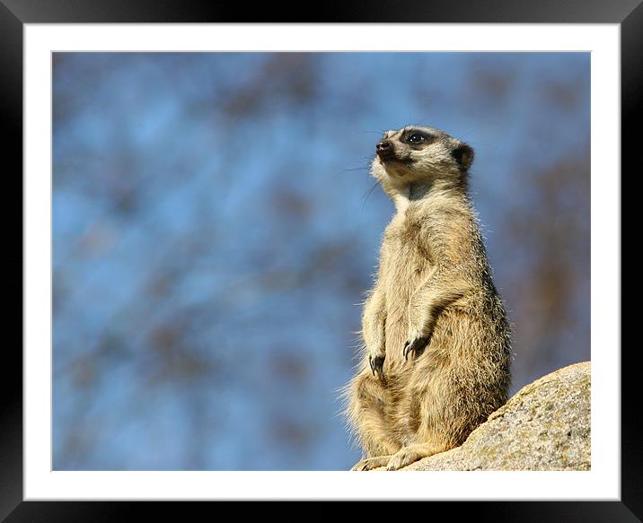 Lookout Framed Mounted Print by Steven Else ARPS