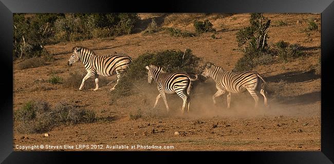 Spooked Zebra Framed Print by Steven Else ARPS