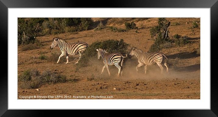 Spooked Zebra Framed Mounted Print by Steven Else ARPS
