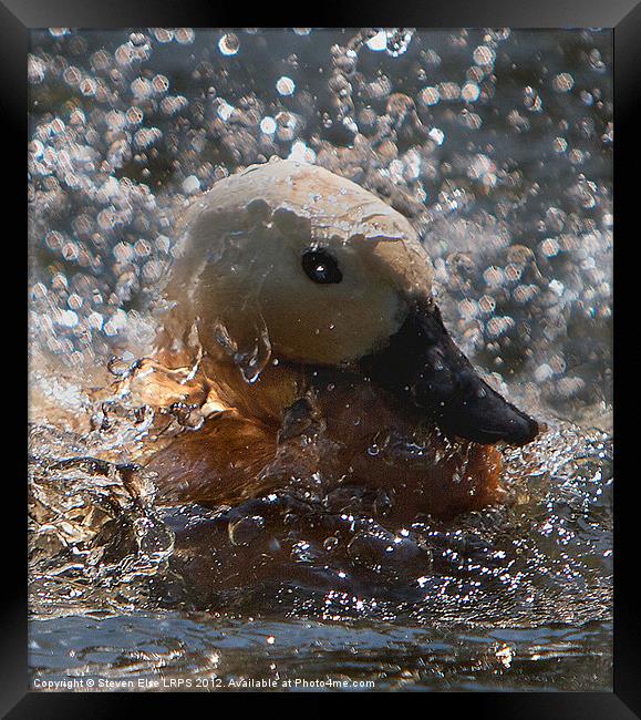 Splashing Duck Framed Print by Steven Else ARPS