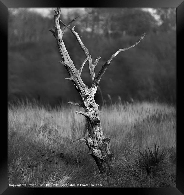 black and white tree Framed Print by Steven Else ARPS
