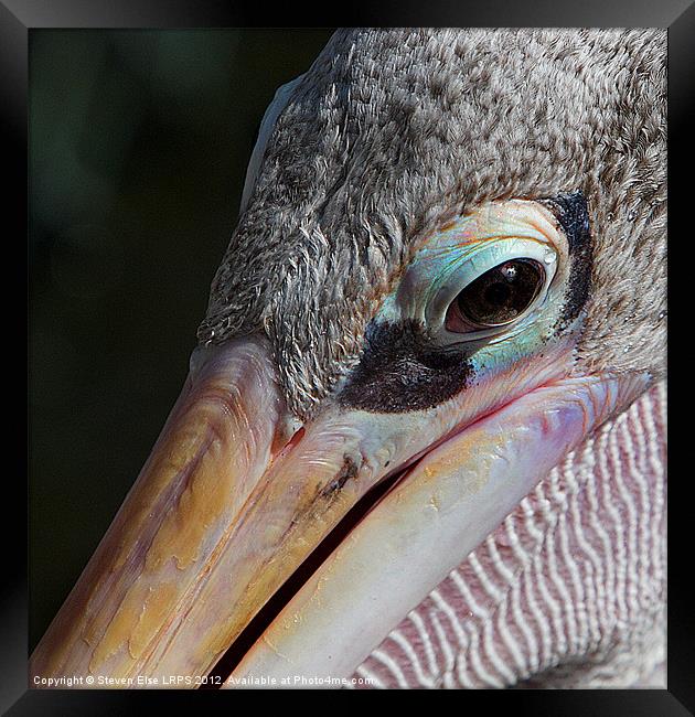 Closeup of a pelican eye Framed Print by Steven Else ARPS