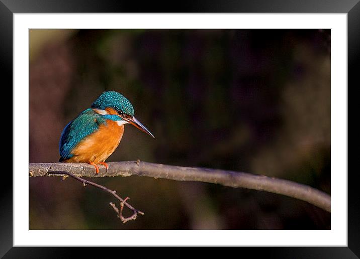 Kingfisher looking for fish Framed Mounted Print by Steven Else ARPS