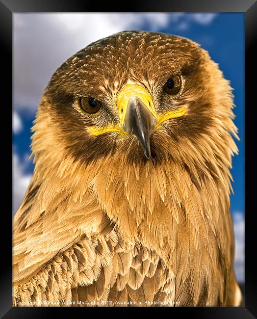 Portrait of a Raptor Framed Print by William AttardMcCarthy