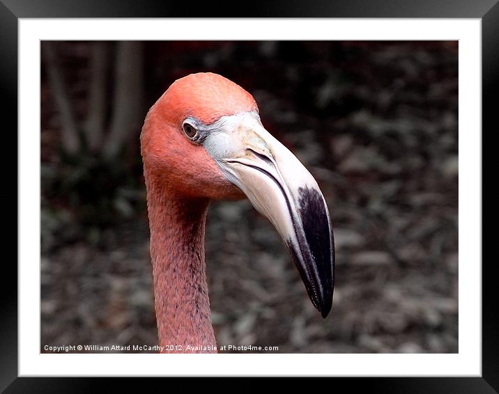 Pink Flamingo Framed Mounted Print by William AttardMcCarthy