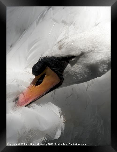 Titivating Swan Framed Print by William AttardMcCarthy