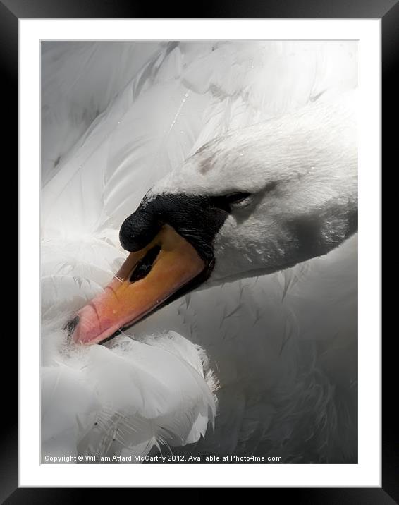 Titivating Swan Framed Mounted Print by William AttardMcCarthy