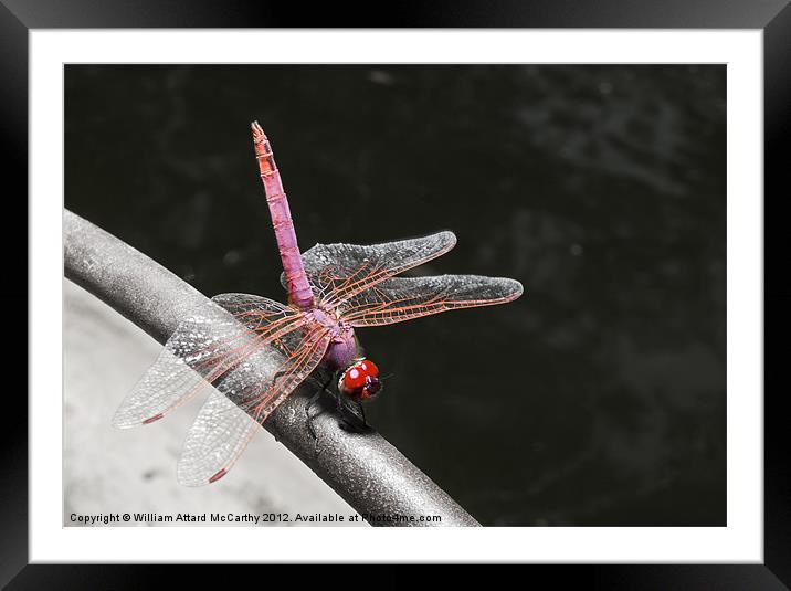Sympetrum Fonscolombii Framed Mounted Print by William AttardMcCarthy