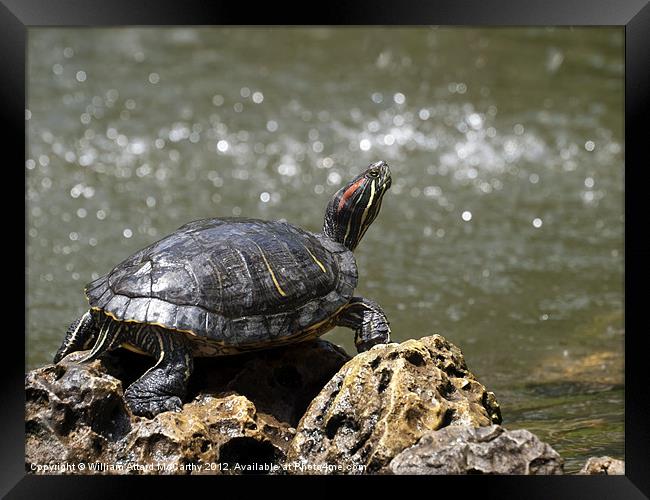 Freshwater Turtle Framed Print by William AttardMcCarthy