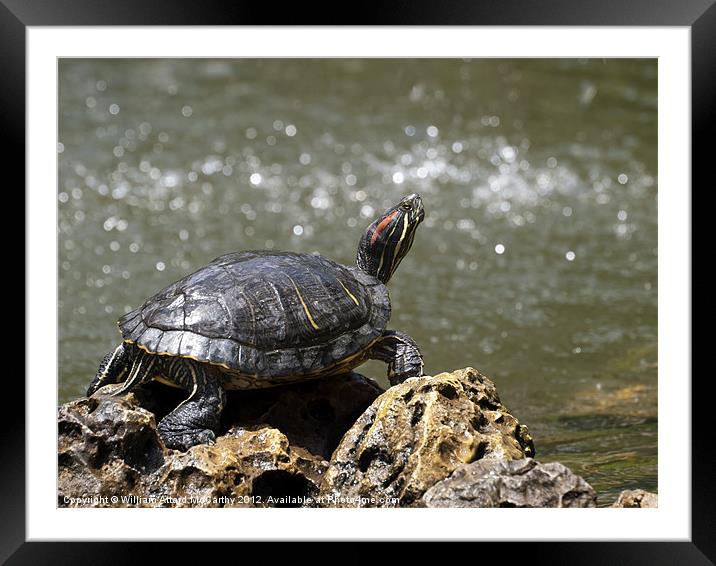Freshwater Turtle Framed Mounted Print by William AttardMcCarthy