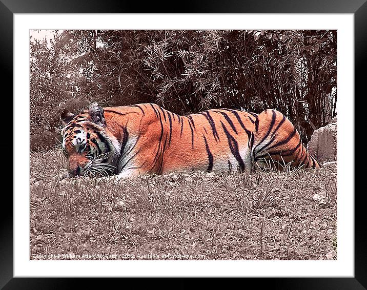 Crouching Tiger Framed Mounted Print by William AttardMcCarthy