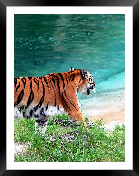 Prowling Tiger Framed Mounted Print by William AttardMcCarthy