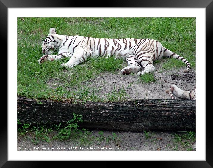 White Tiger Framed Mounted Print by William AttardMcCarthy