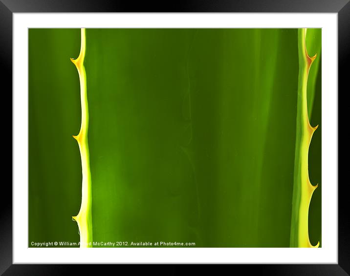 Aloe Abstract Framed Mounted Print by William AttardMcCarthy