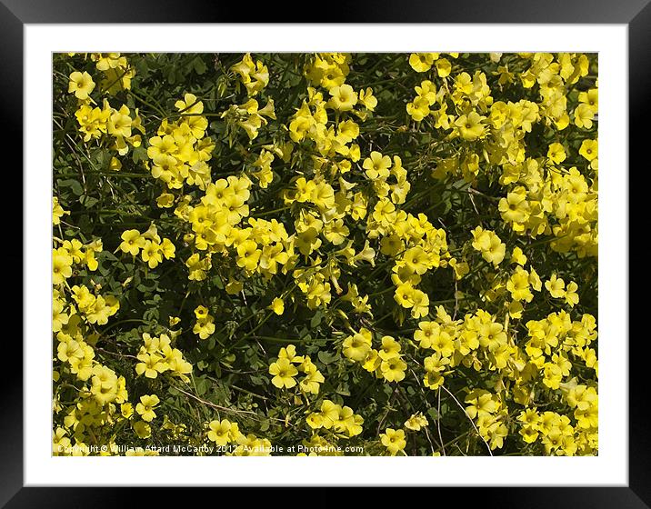 Buttercups Framed Mounted Print by William AttardMcCarthy