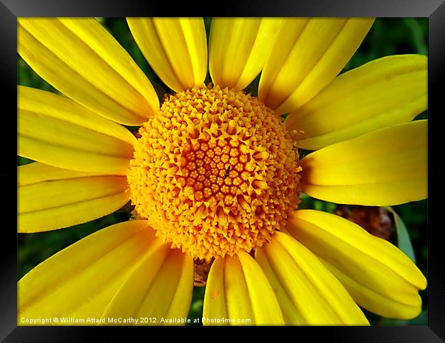 Sunshine Framed Print by William AttardMcCarthy