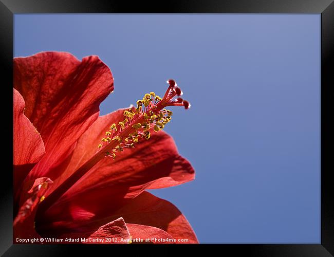 Red Tropical Hibiscus Framed Print by William AttardMcCarthy