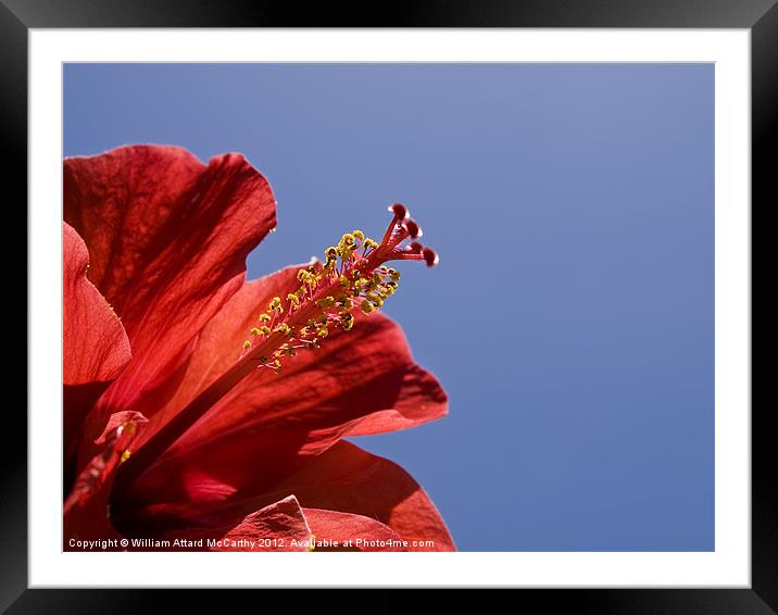 Red Tropical Hibiscus Framed Mounted Print by William AttardMcCarthy