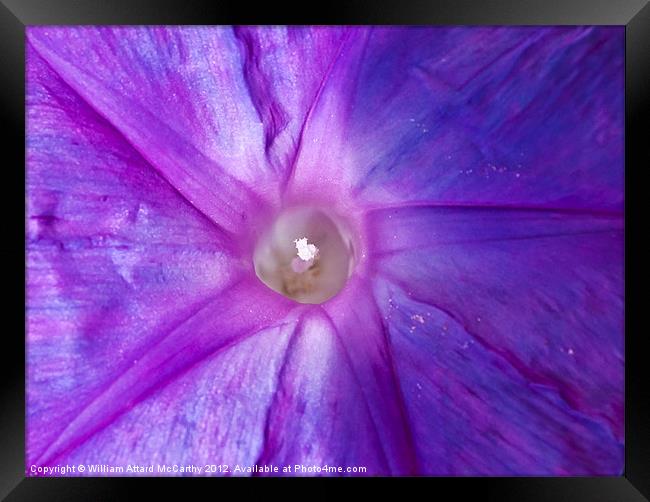 Convolvulus Indica Framed Print by William AttardMcCarthy