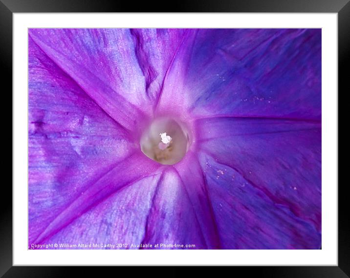 Convolvulus Indica Framed Mounted Print by William AttardMcCarthy