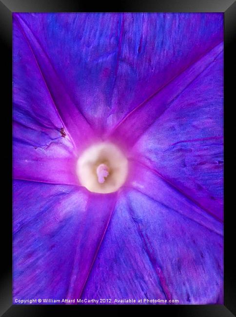 Convolvulus Indica Framed Print by William AttardMcCarthy