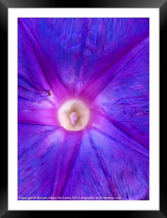 Convolvulus Indica Framed Mounted Print by William AttardMcCarthy