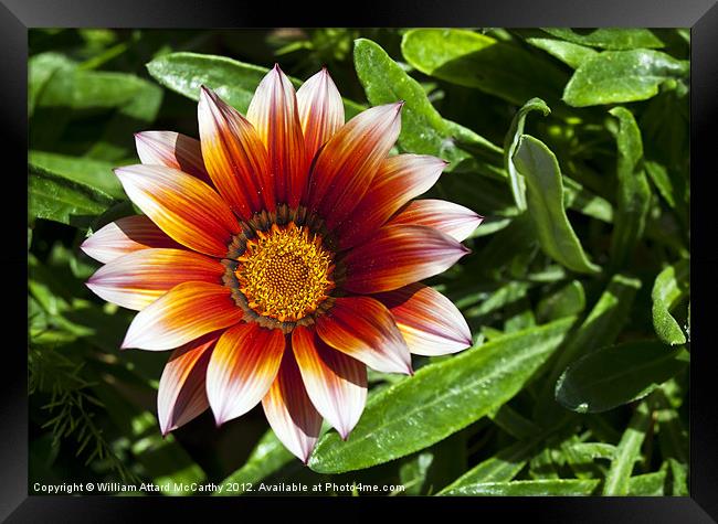 Gazania Framed Print by William AttardMcCarthy