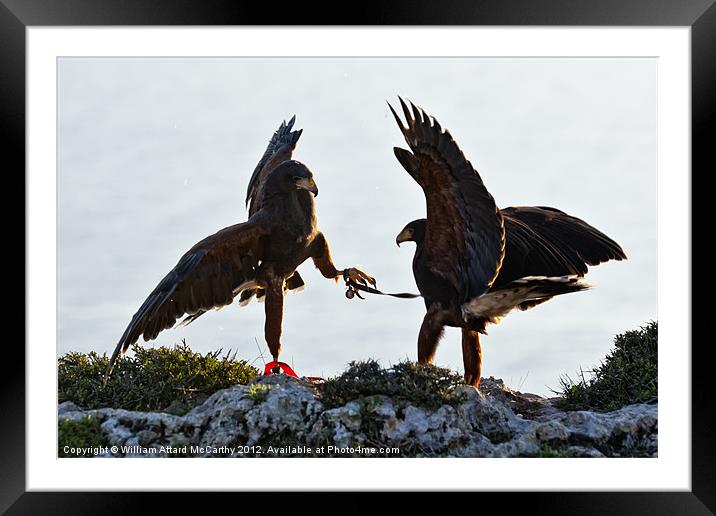 Dominance Framed Mounted Print by William AttardMcCarthy