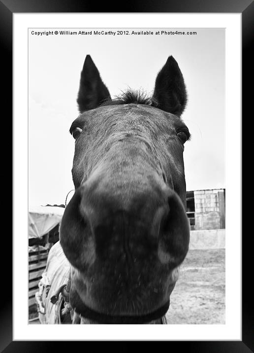 Horsing Around Framed Mounted Print by William AttardMcCarthy