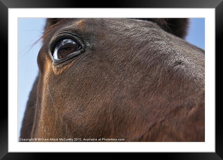 Eye of the Horse Framed Mounted Print by William AttardMcCarthy