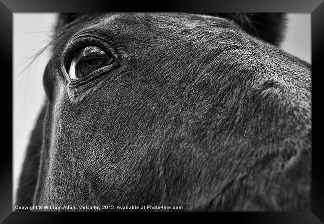 Eye of the Horse Framed Print by William AttardMcCarthy