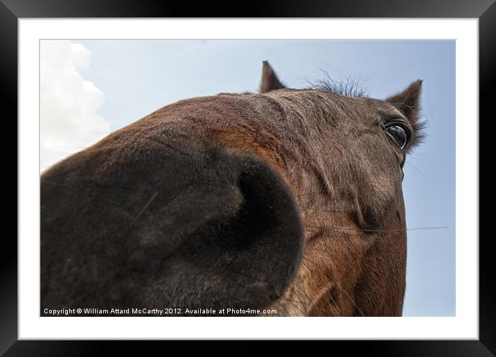 Horsing Around Framed Mounted Print by William AttardMcCarthy