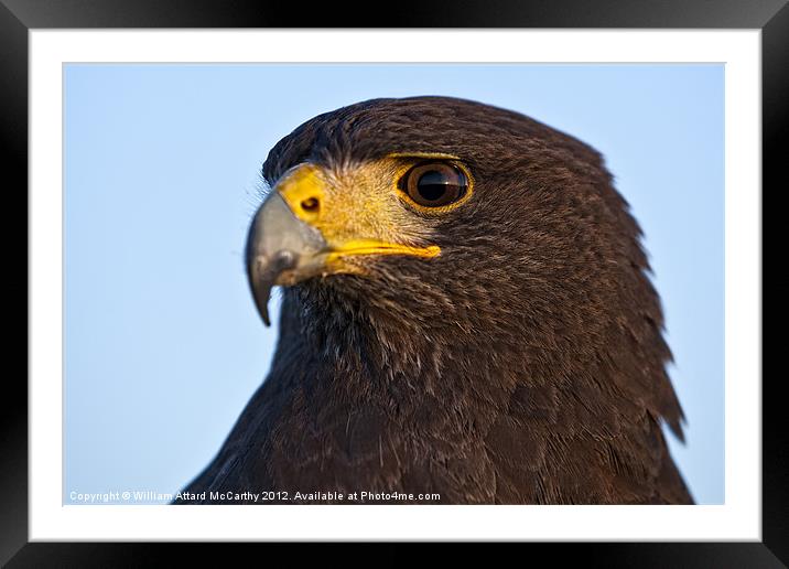 Harris Hawk Framed Mounted Print by William AttardMcCarthy