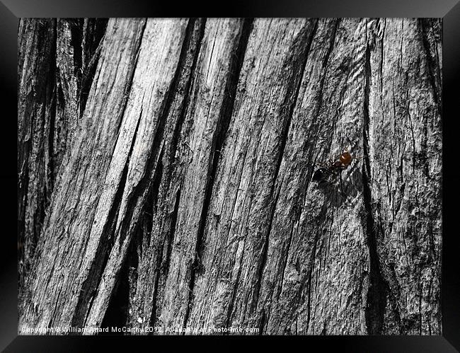 Crematogaster Scutellaris Framed Print by William AttardMcCarthy