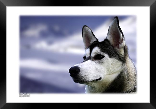 Snowdog Framed Print by William AttardMcCarthy