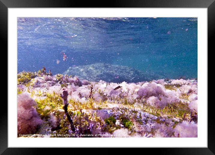 Seabed Framed Mounted Print by William AttardMcCarthy