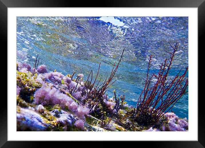 Seabed Framed Mounted Print by William AttardMcCarthy