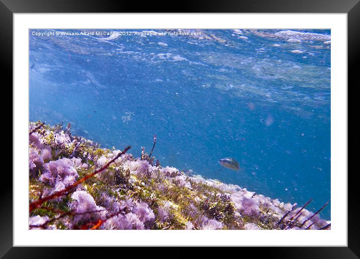 Seabed Framed Mounted Print by William AttardMcCarthy