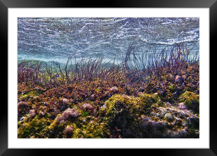 Seaweed Framed Mounted Print by William AttardMcCarthy