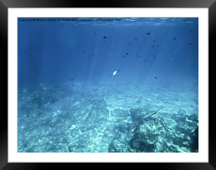 Underwater World Framed Mounted Print by William AttardMcCarthy