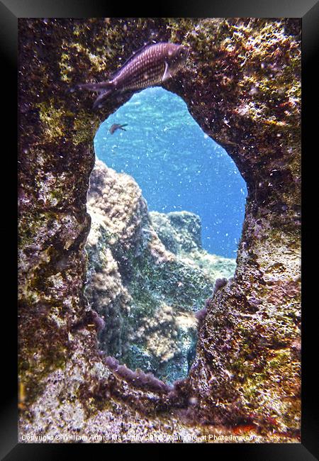 Damselfish and Window Framed Print by William AttardMcCarthy