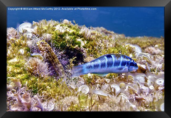 Blue Peacock Wrasse and Blenny Framed Print by William AttardMcCarthy