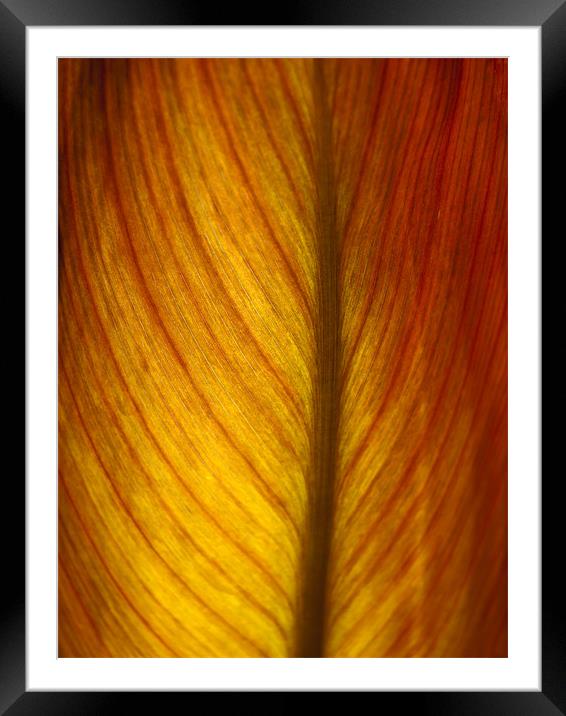 Leaf Abstract Framed Mounted Print by William AttardMcCarthy
