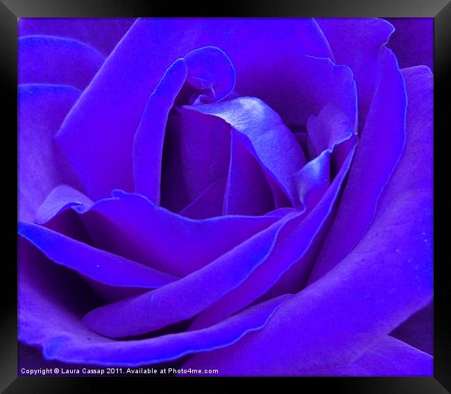 Blue Rose Framed Print by Laura Cassap