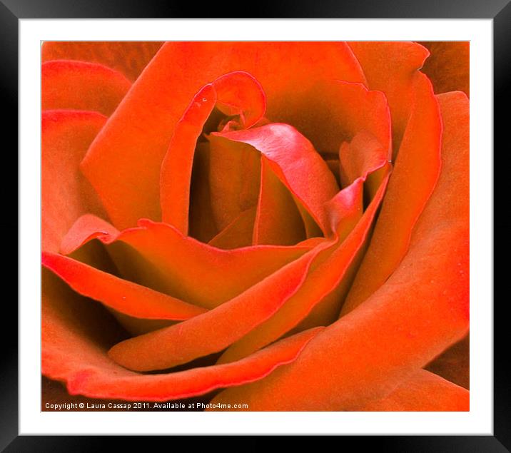 Orange Rose Framed Mounted Print by Laura Cassap