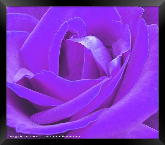 Lilac Rose Framed Print by Laura Cassap