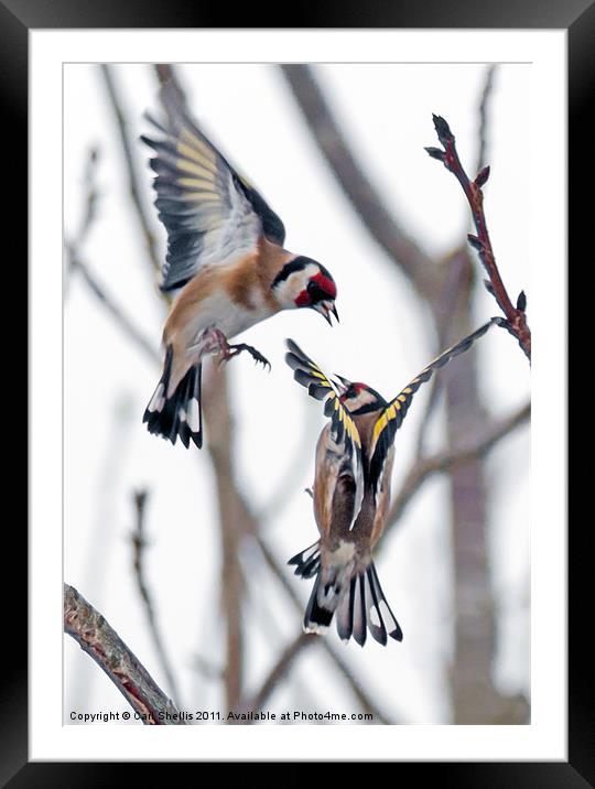 Fighting finches Framed Mounted Print by Carl Shellis
