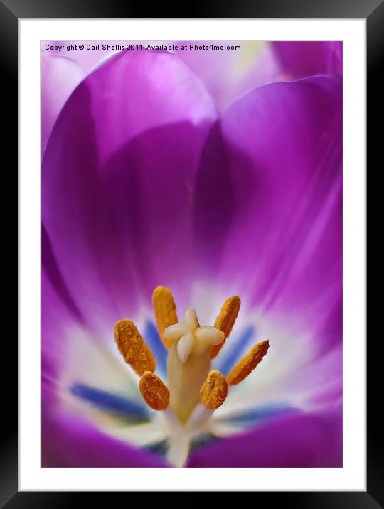 Tulip Framed Mounted Print by Carl Shellis